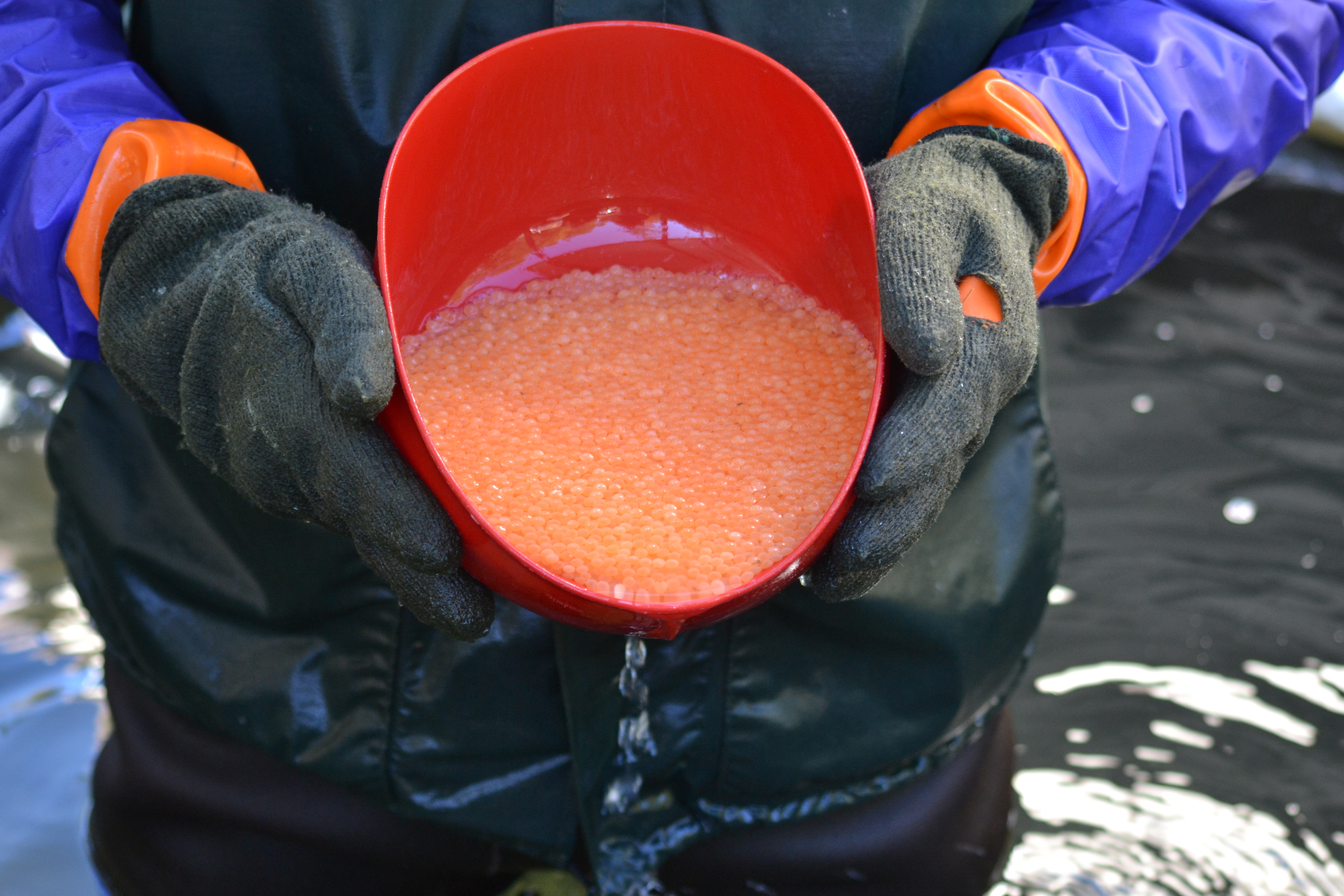 Burton Trout Hatchery Department Of Natural Resources Division